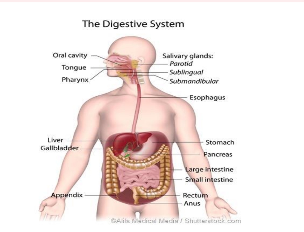 ۱ دهاضمی سیستم اناتومی اوفیزیو لوژی