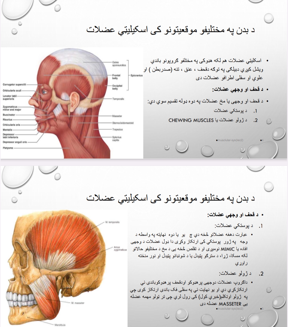 عضلي سيسټم2