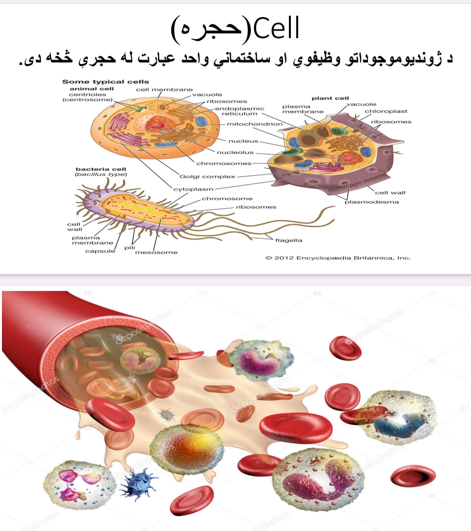 حجره