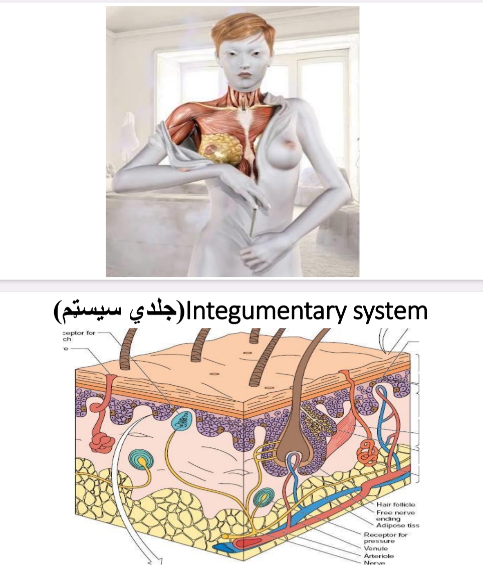 جلدي سیسټم