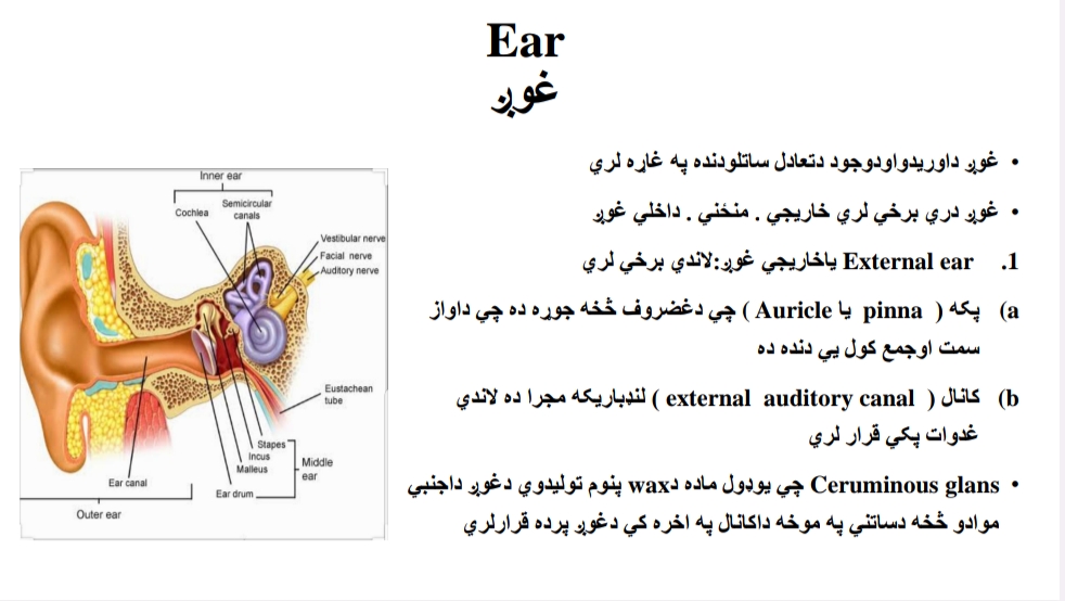 غوږ