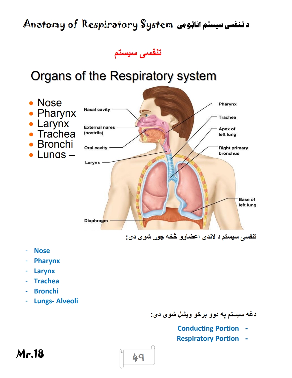 د تنفسی سیستم اناتومی