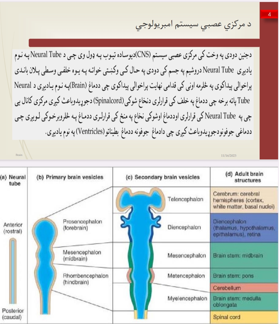 د مرکزي عصبي سیسټم پېژندنه